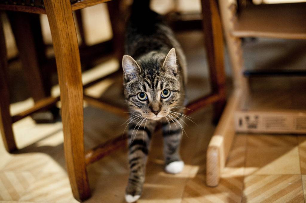 Как правильно наказывать кошку: кнуты, пряники и другой арсенал