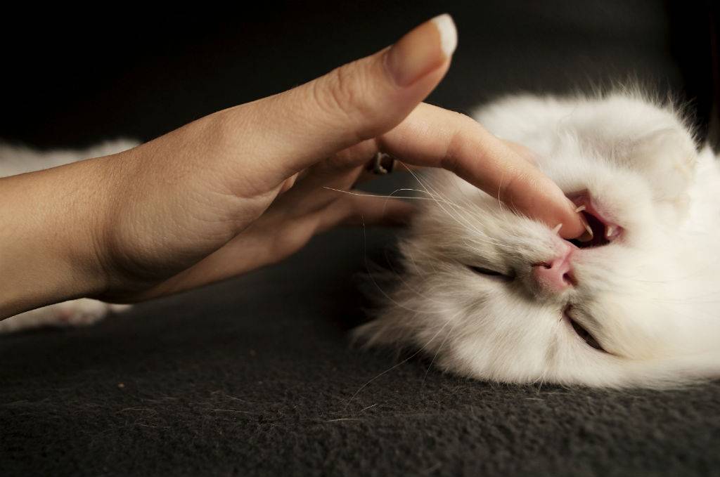 Кошка кусается и царапается, когда её гладишь — причины агрессивного поведения?
