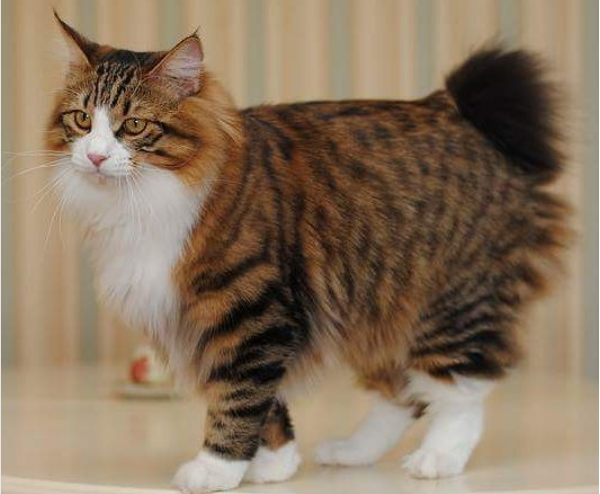 Порода кошек без хвоста: название и описание