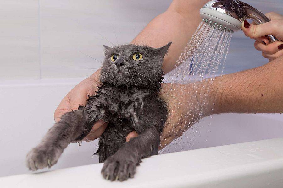 Как купать котёнка: помыть первый раз, а также если он боится воды