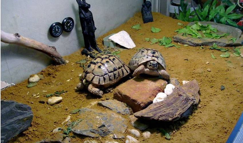 Террариум для сухопутной черепахи - все о черепахах и для черепах. как обустроить террариум для сухопутных черепах в домашних условиях
