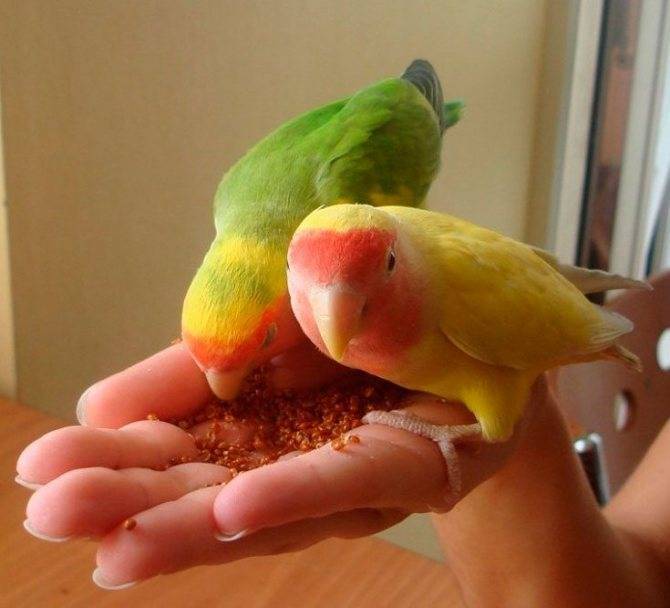Сколько живут попугаи неразлучники