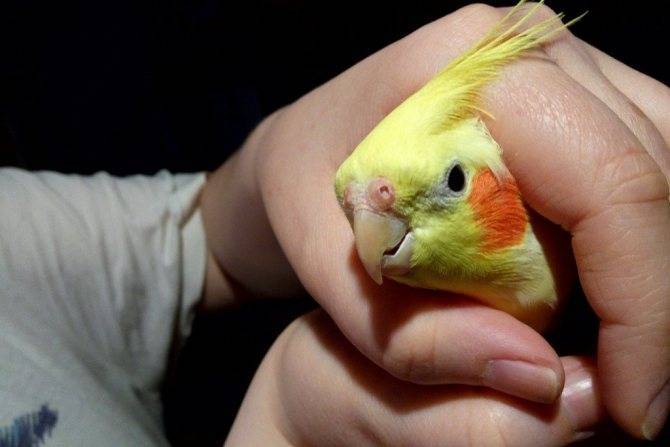 Болезни и лечение попугаев корелла
