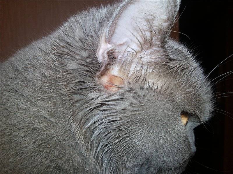 Заболевания носовой полости у кошек