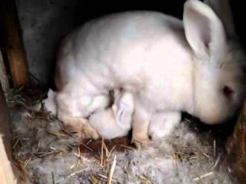 Кролики: беременность и роды