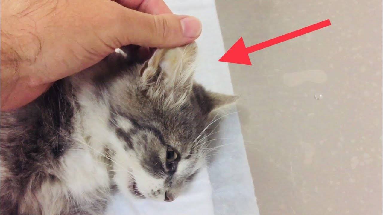 Воспаление внутреннего уха у кошек - лечение отита у кота в домашних условиях
