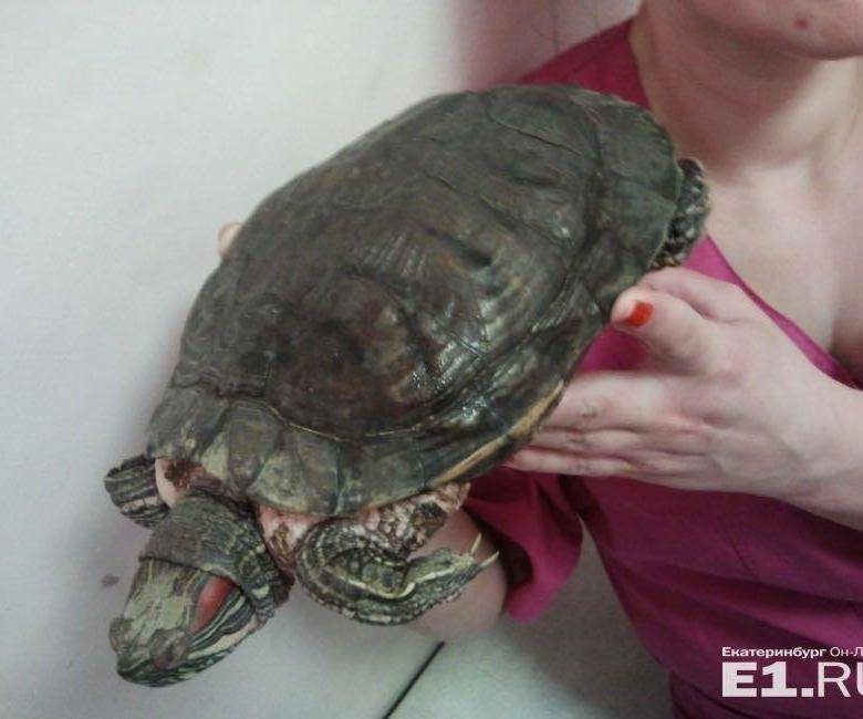 О недопустимости выпуска красноухих черепах на территории рф - все о черепахах и для черепах