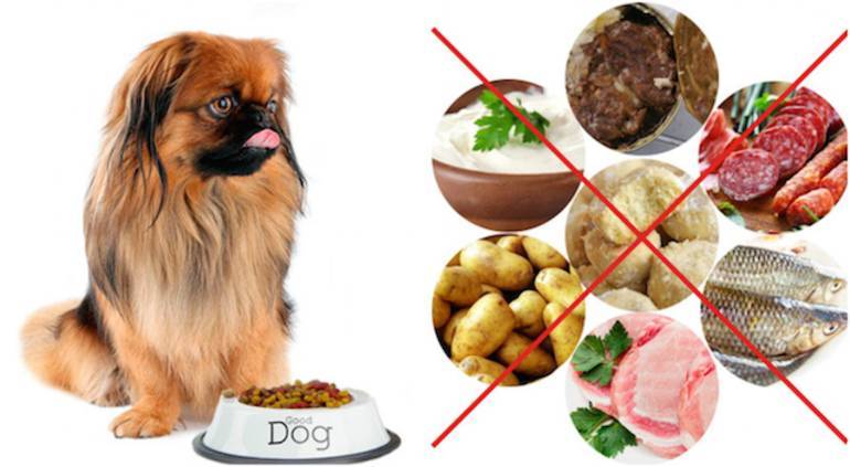 Можно ли собакам свинину – мясо и субпродукты: чем полезны, есть ли вред, как кормить