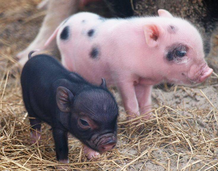 Мини пиги: самое важное о декоративных свинках, чем кормить, разведение