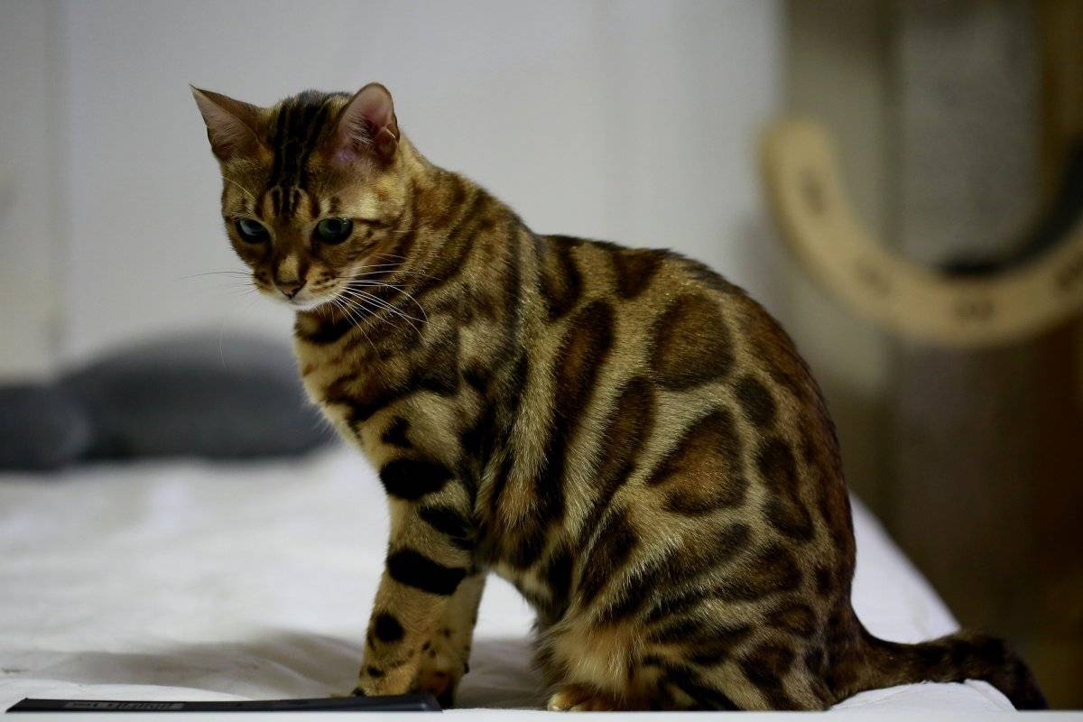 Пятнистые породы кошек — список, характеристика и фото