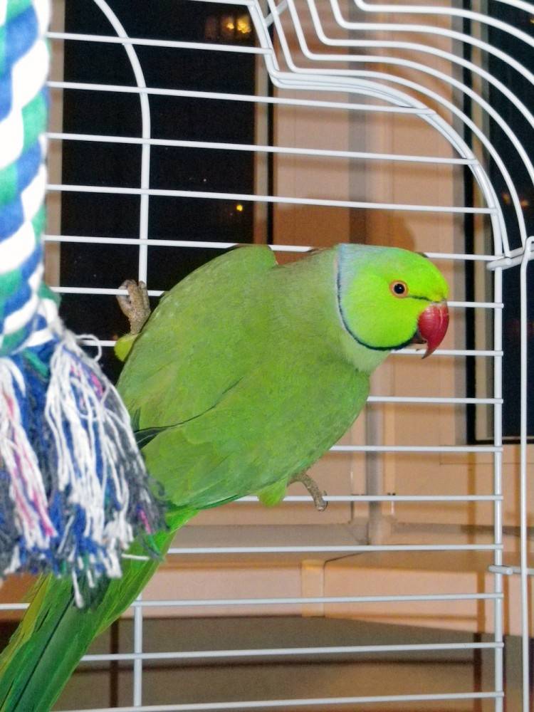 Ожереловый попугай крамера – фото, описание, содержание, питание, купить