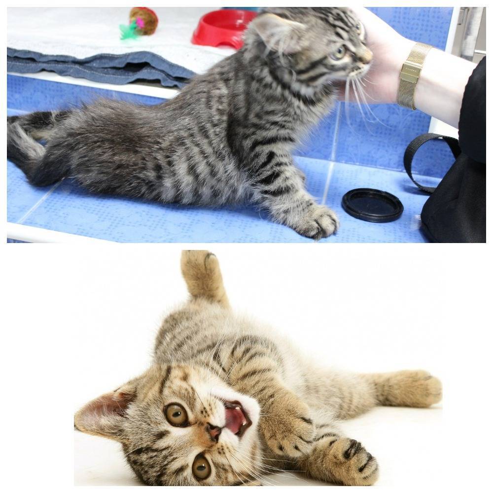 Как делать кошке массаж от запора: назначение, техника проведения