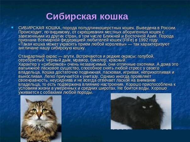Невский маскарадный кот: описание породы, фото