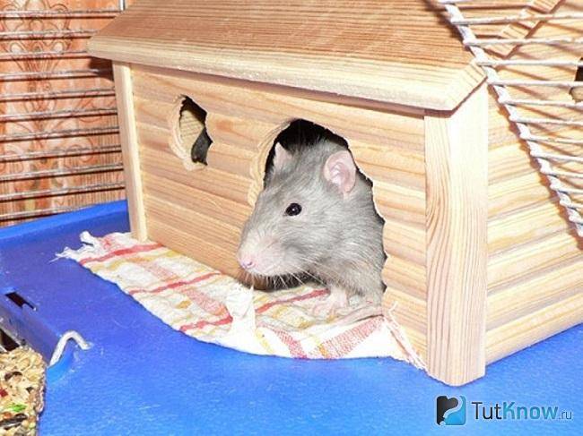 Домик для крысы своими руками: как сделать мягкий из ткани или дерева, из коробки и фанеры, фото и чертежи, что можно положить в строение