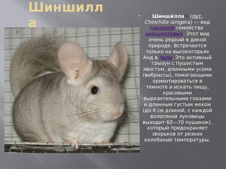 Кролик шиншилла (советская): описание и характеристика породы