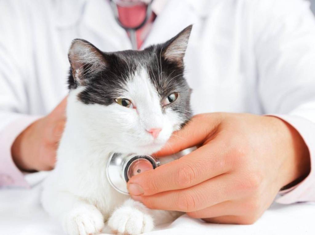 Простуда у кошек лечение и симптомы