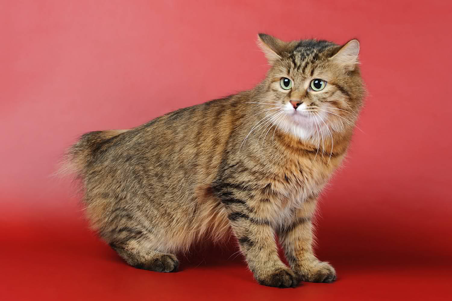 Короткохвостые кошки порода фото и названия
