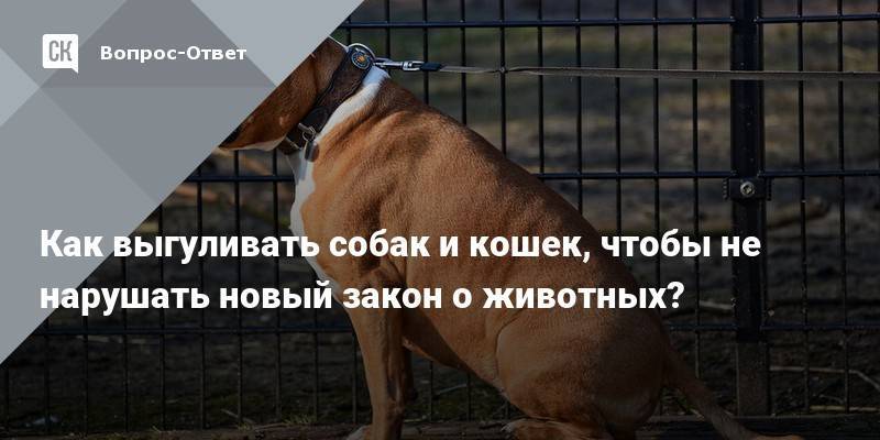 Закон о выгуле собак в 2020 году: правила в россии, штрафы в неположенных местах