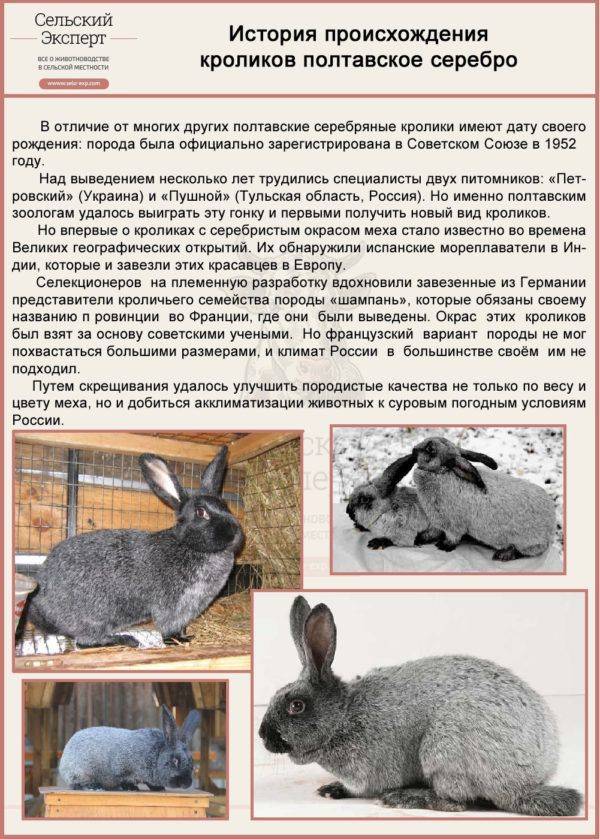 Породы карликовых кроликов с фотографиями, названиями и описанием