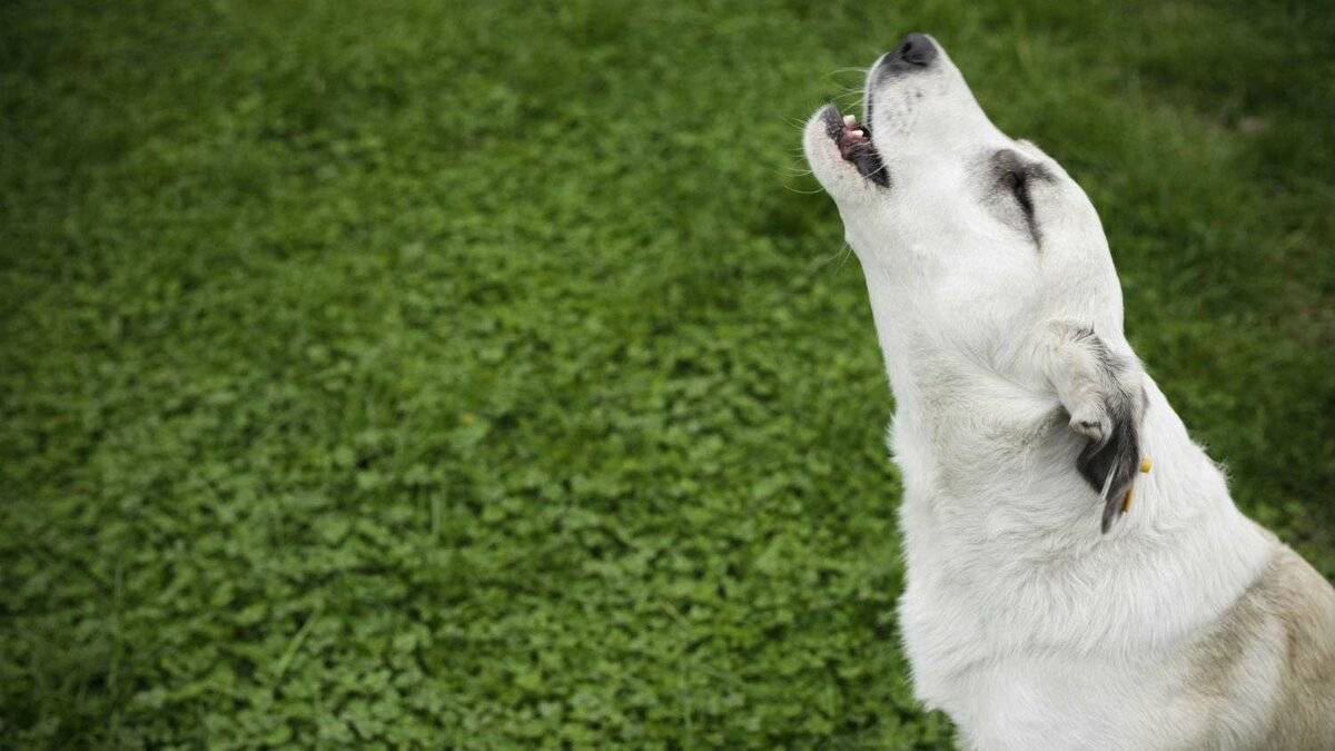 Почему ночью собаки воют причины