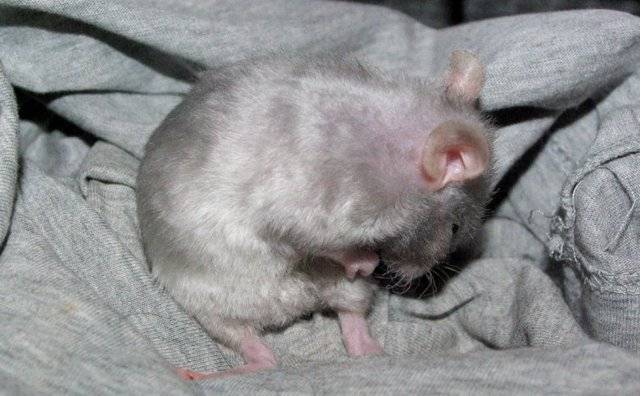 Сколько крысят рожает крыса за один раз: размножение грызунов в природе и домашних условиях