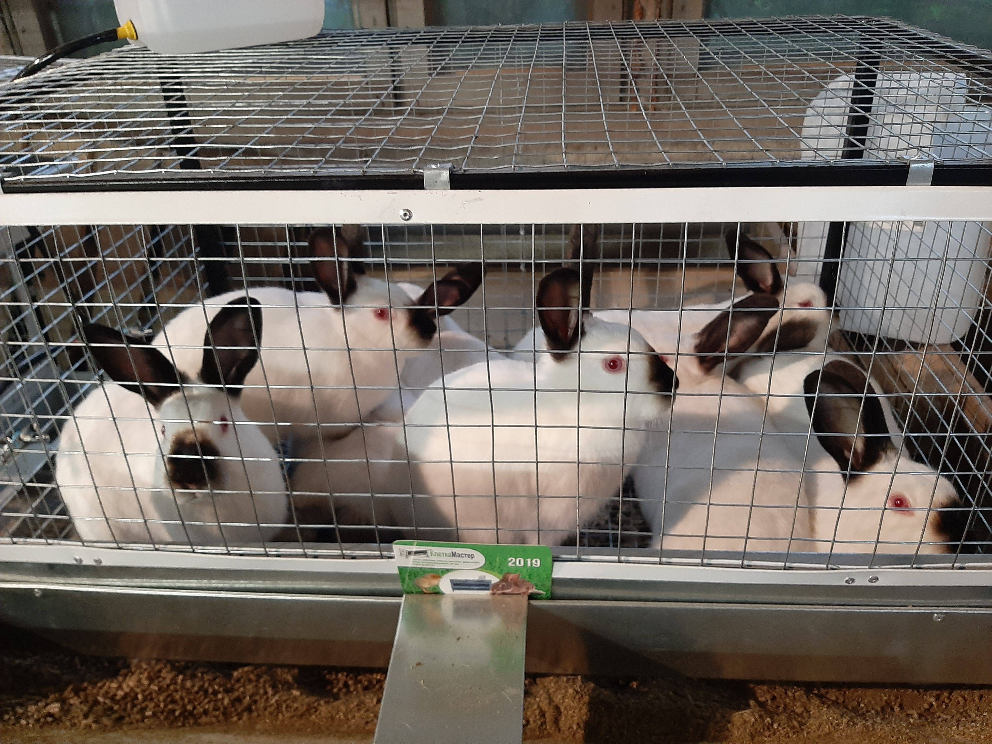 ✅ какая порода кроликов самая выгодная для мяса - питомник46.рф
