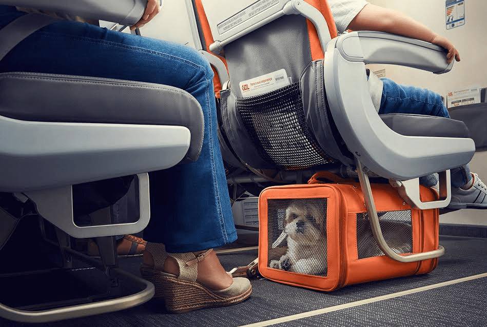 Как перевезти кошку в самолете на поезде или на автомобиле