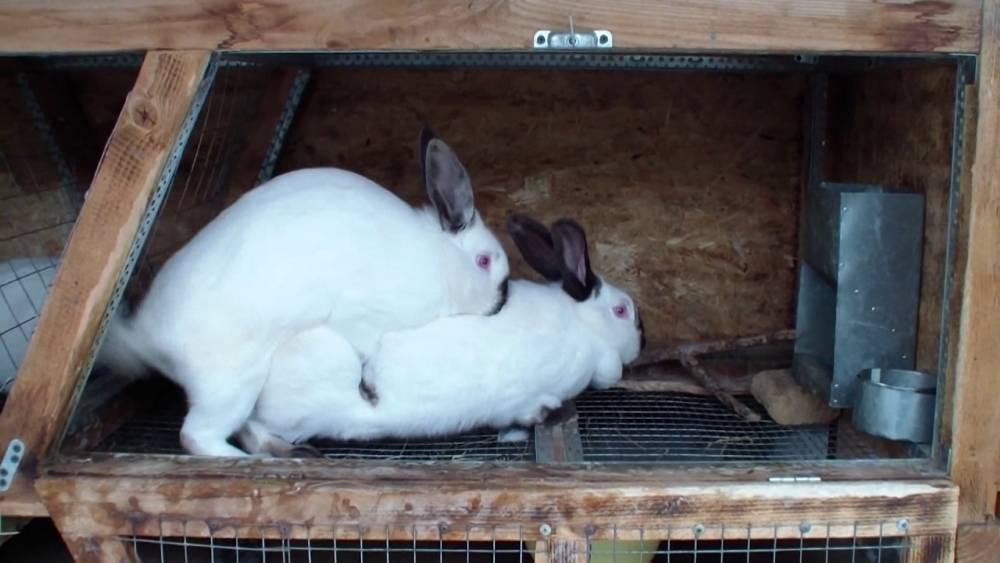 Почему не покрываются крольчихи: что сделать если не подпускают крола