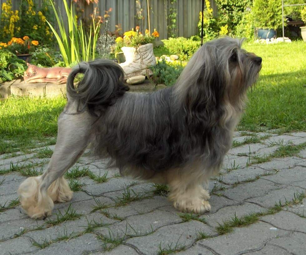 Лион бишон – фото собаки, описание породы, цена щенка