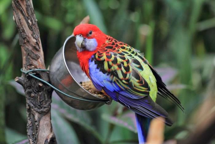 Ожереловый попугай: уход и содержание в домашних условиях