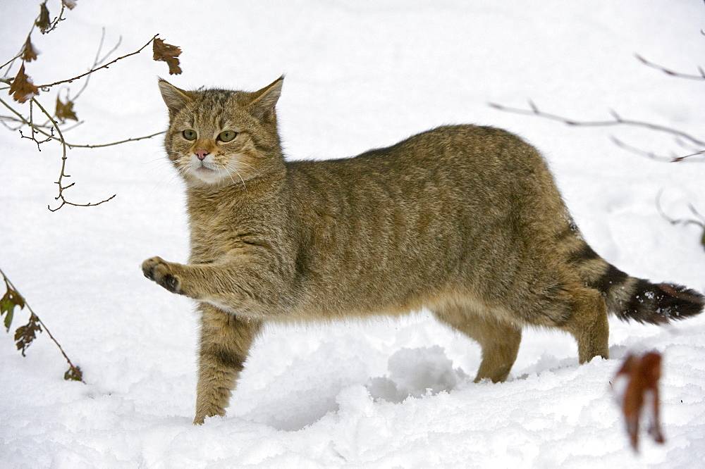Уникальность и значимость амурского лесного кота