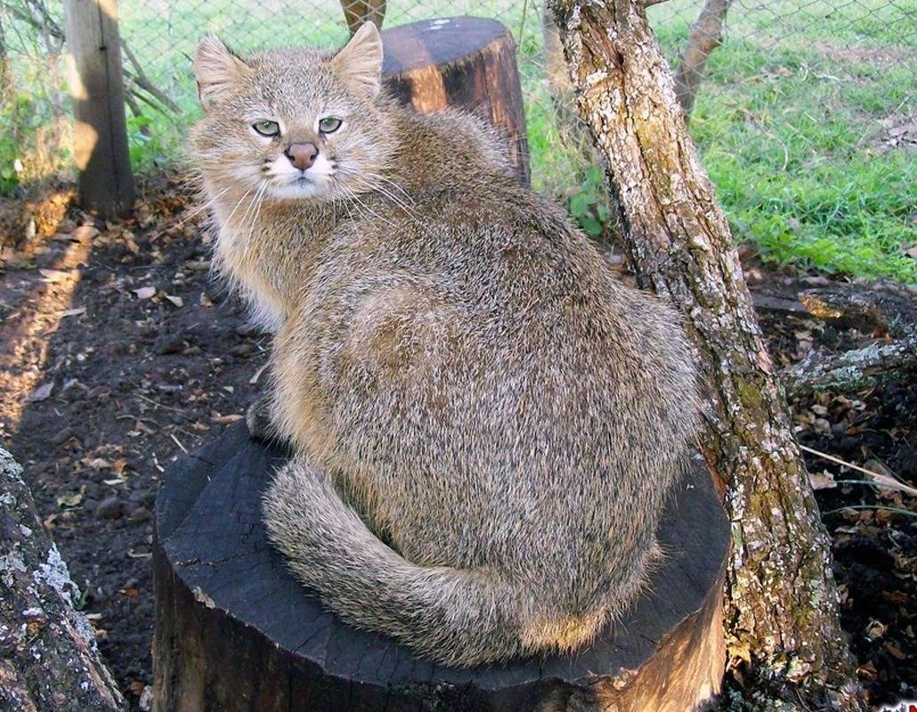 Пампасская кошка (leopardus COLOCOLO)