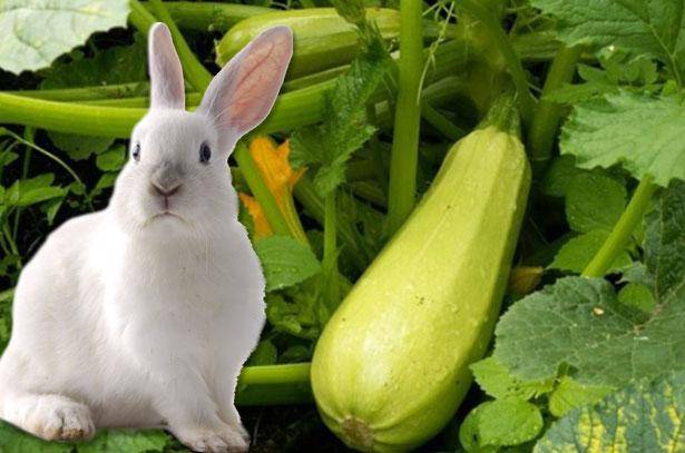 Что можно и нельзя давать кроликам список запрещённых и разрешённых продуктов