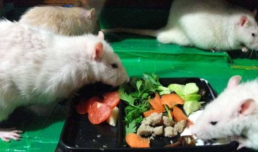 Чем кормят домашних крыс: меню от а до я