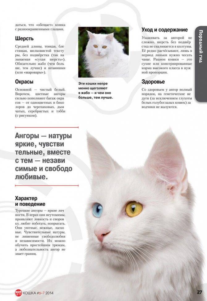 Турецкая ангора. ангорский кот. кошка с разными глазами. белоснежная шерсть - мир кошек