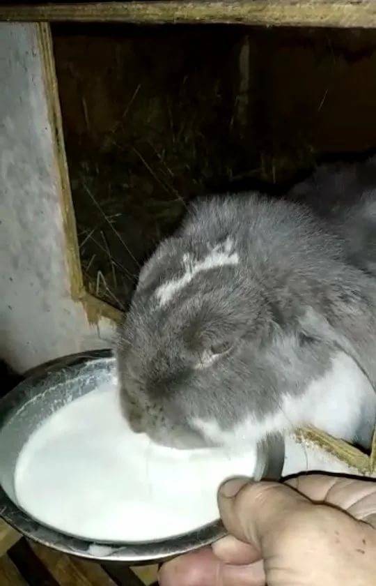 Роды крольчихи: как рожают, чем кормить после окрола, чтобы было молоко, уход за крольчатами