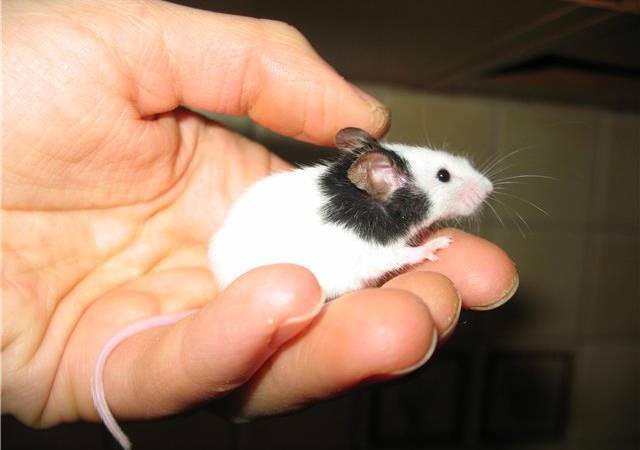 Содержание и правильный уход за летучей мышью в домашних условиях