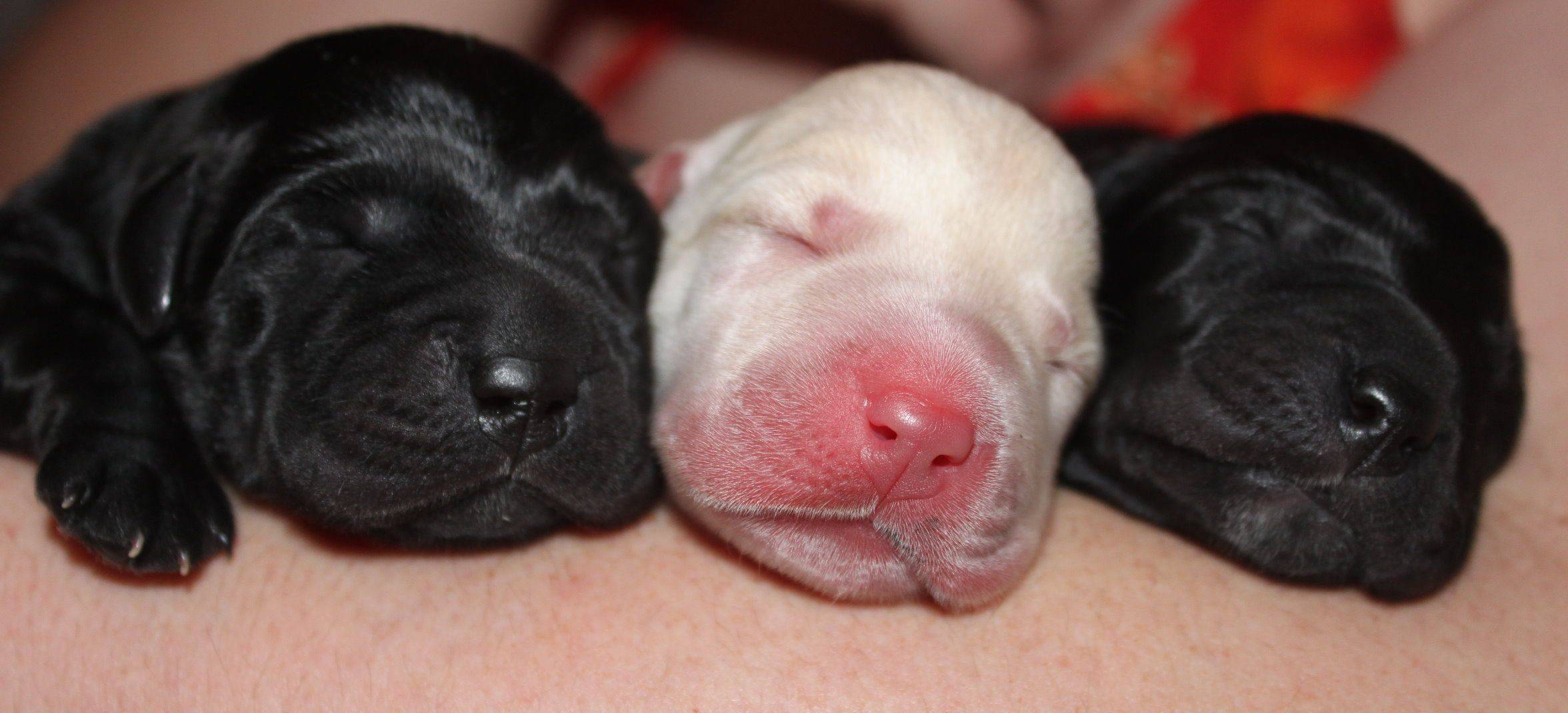 Когда открываются глаза у щенков? почему щенки рождаются слепыми? можем ли мы помочь открытию глаз у щенков?