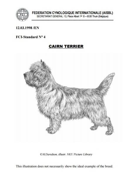 Керн-терьер — плюсы и минусы породы собак | плюсы и минусы