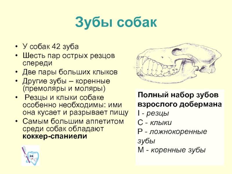 Зубная формула собаки фото