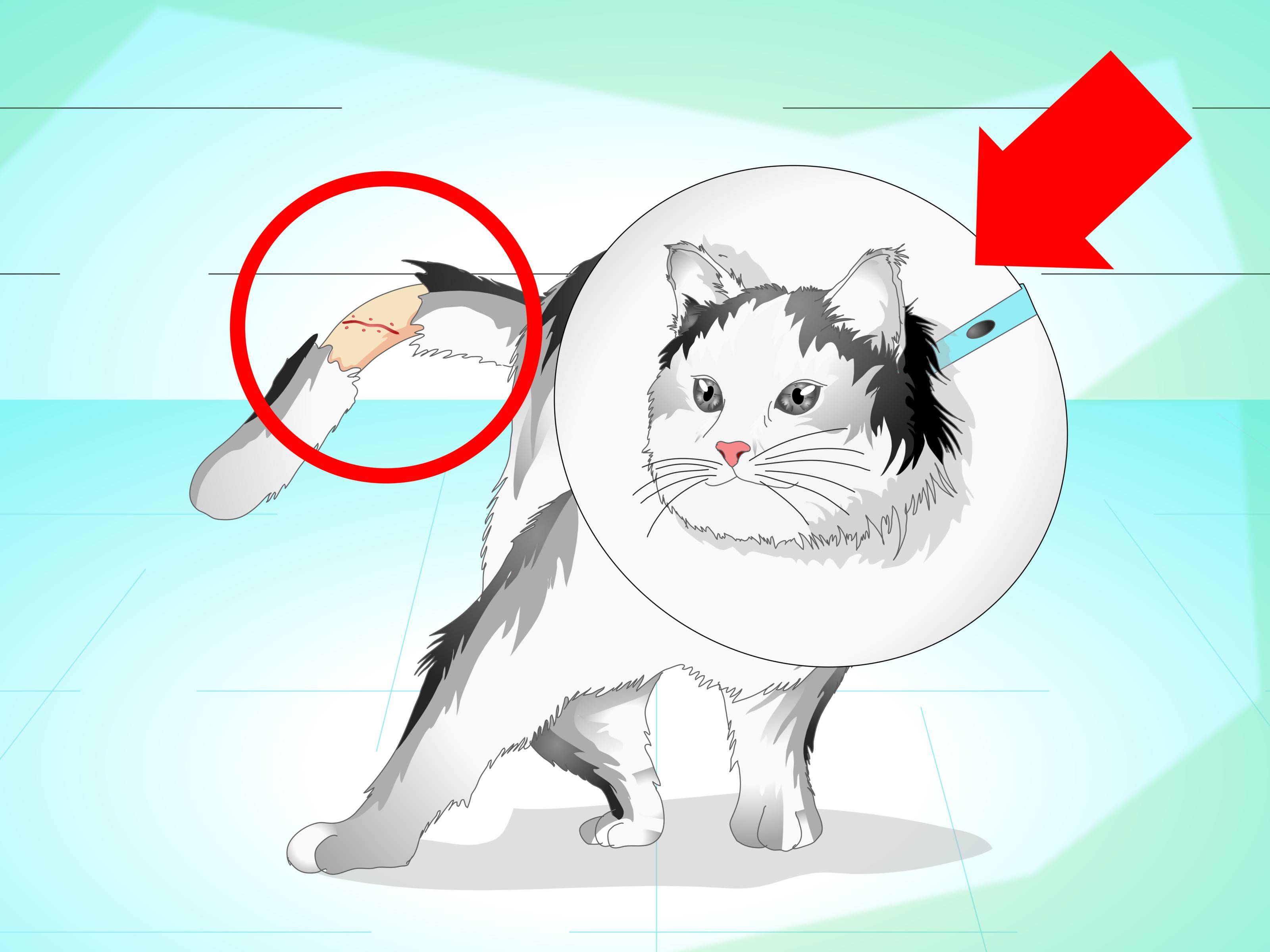 Зачем стригут кошек: почему нельзя и как часто можно подстригать котов