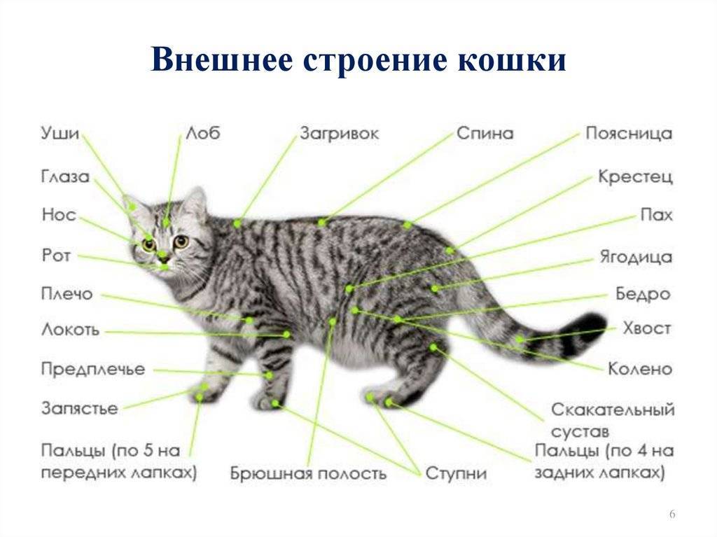 Анатомическое строение пояса передних конечностей кошки