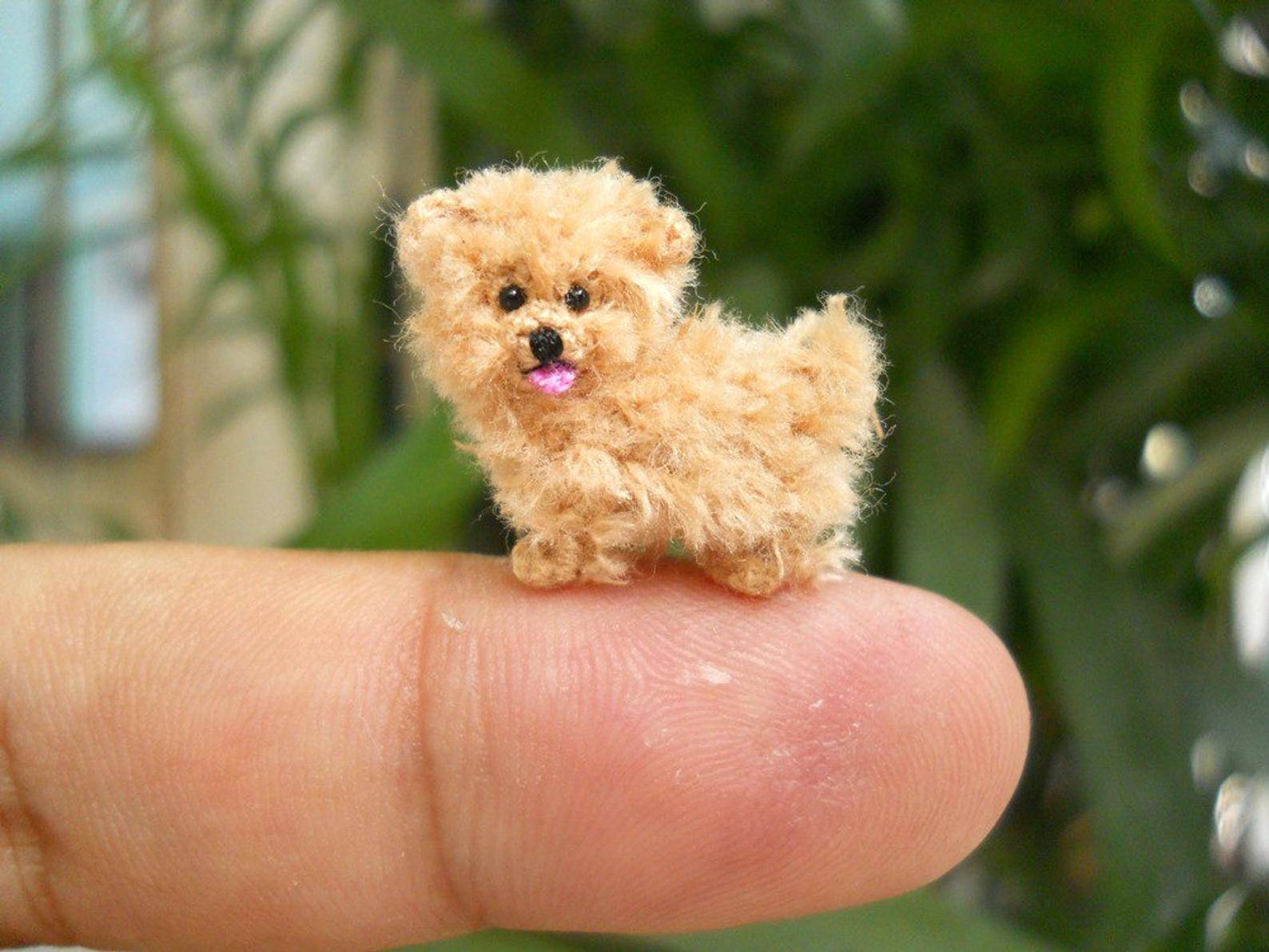Самая маленькая порода собак в мире: топ 10 миниатюрных собачек