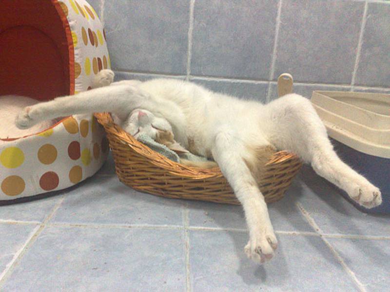 Нелепые позы, в которых спят кошки — так могут только они