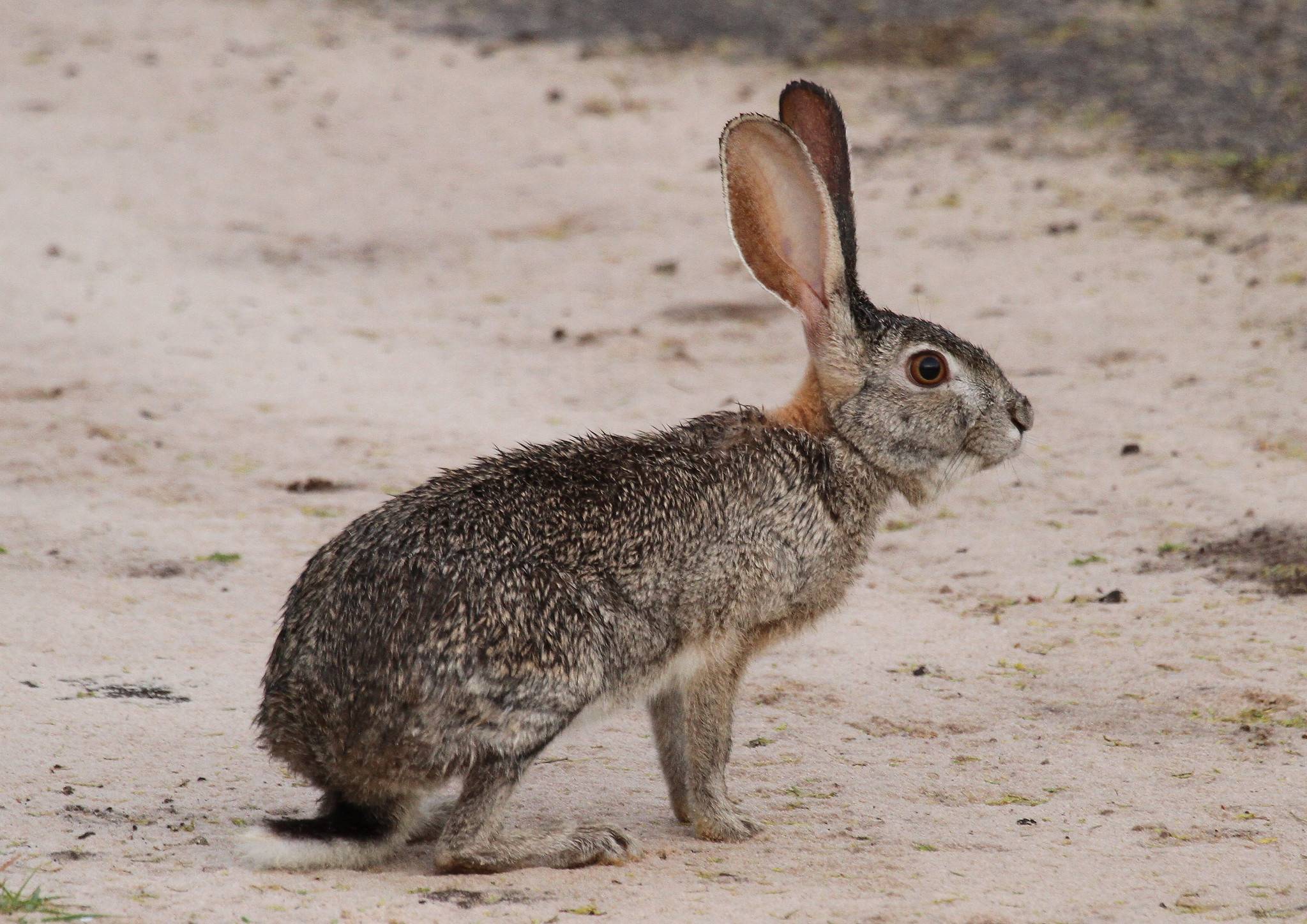Дикие кролики: история происхождения, внешний вид, образ жизни