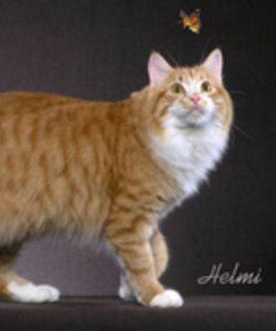 Порода кошек кимрик: фото и описание кимрийского кота, история происхождения, особенности содержания