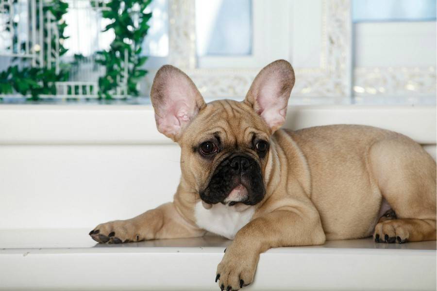 Как назвать французского бульдога – выбор клички для собаки