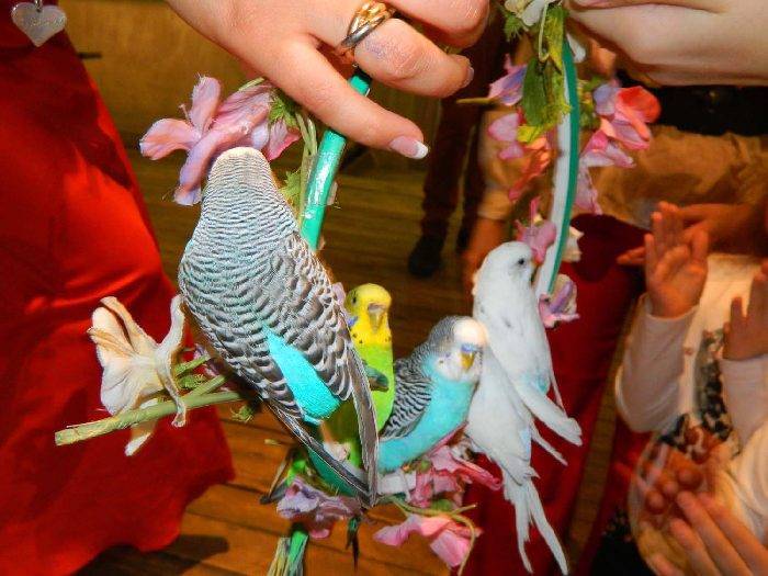 Как ухаживать за попугаем: кормление, приручение, обучение