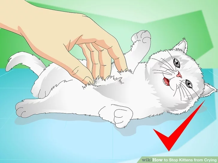Кошка просит кота, что делать и как успокоить домашнюю кошку - petstory
