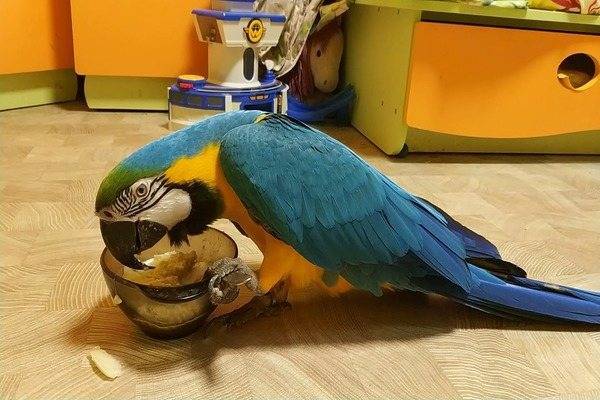 Сколько лет живет попугай ара и как продлить его жизнь